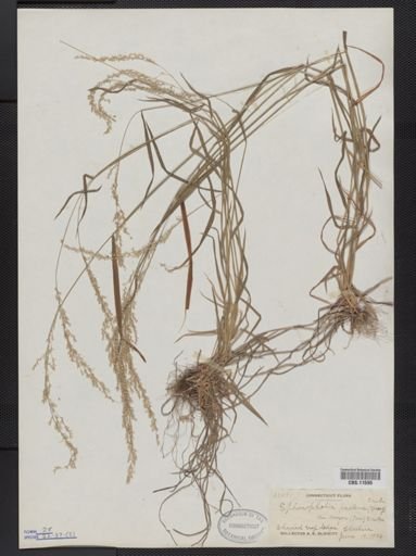 Sphenopholis pallens