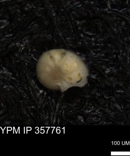 undet. Foraminiferida