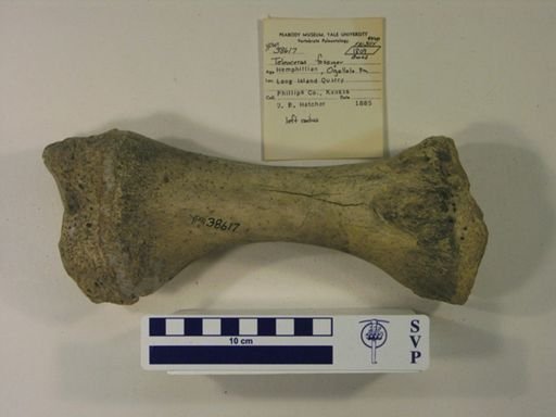 Teleoceras fossiger