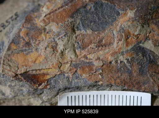 undet. Graptolithina