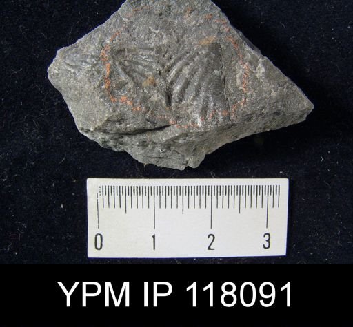 Delthyris rugaecosta
