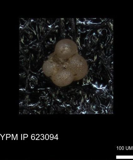 undet. Globigerinina