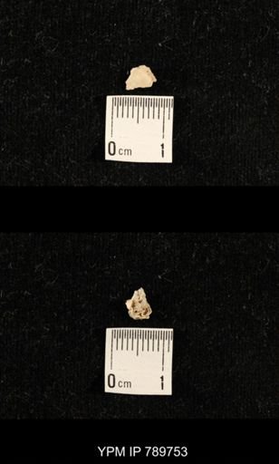 undet. Brachiopoda