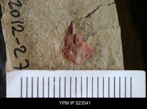 undet. Arthropoda