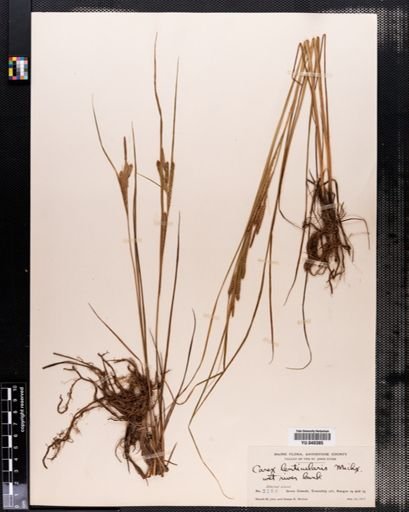 Carex lenticularis