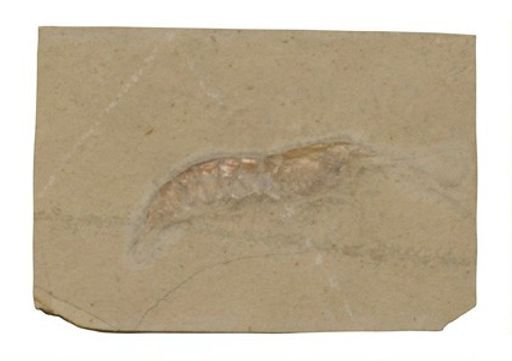 Udorella agassizi