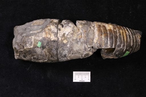 Gomphoceras lunatum