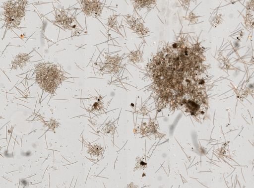 Mycale hispida