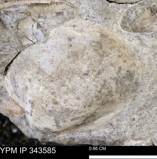 Protocardia?