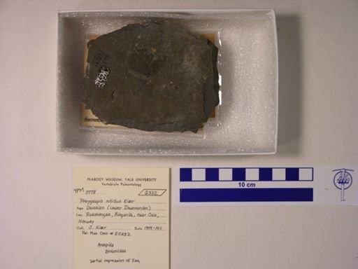 Pterygolepis nitidus