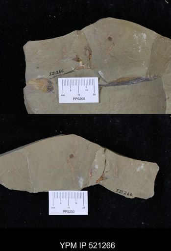 undet. Echinodermata