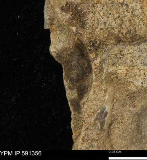 undet. Mollusca