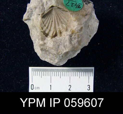 Leptocoelia flabellites