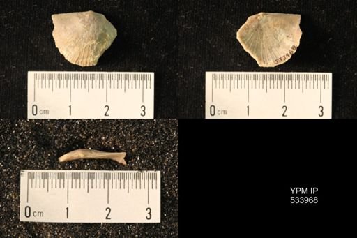 Rafinesquina minnesotensis