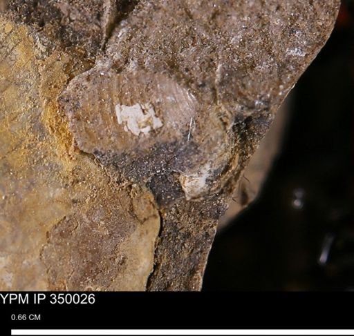 undet. Mollusca