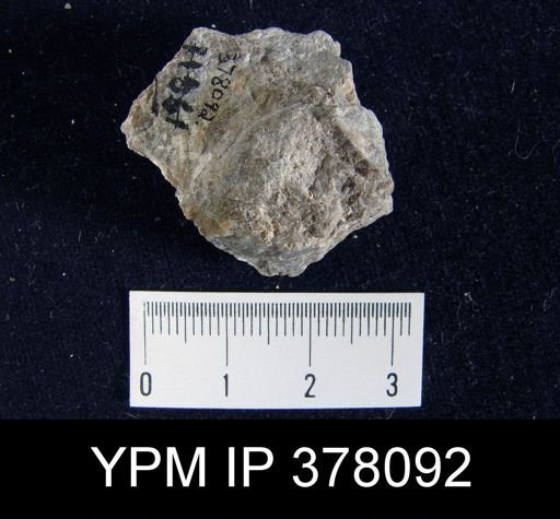 Aulosteges medlicottianus