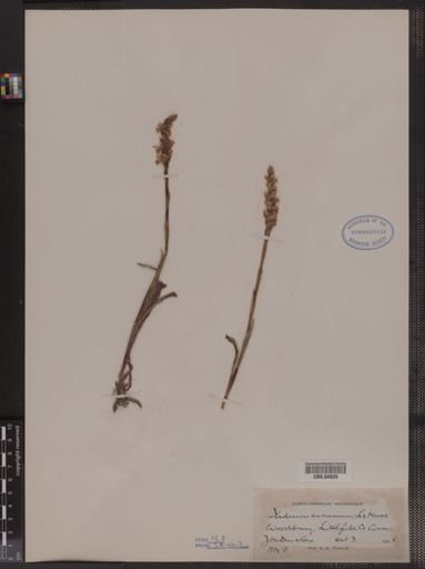 Ibidium cernuum