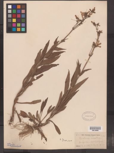 Penstemon hirsutus