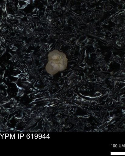 undet. Foraminiferida