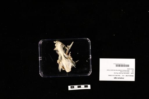 Urophycis regia