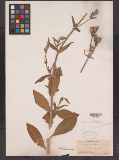 Silene noctiflora