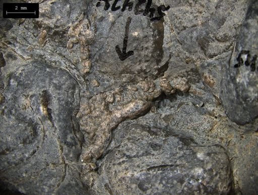 Aplocoma damesii