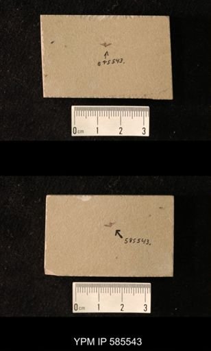 undet. Hemiptera