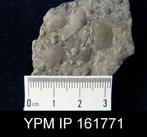 Schuchertella pecten