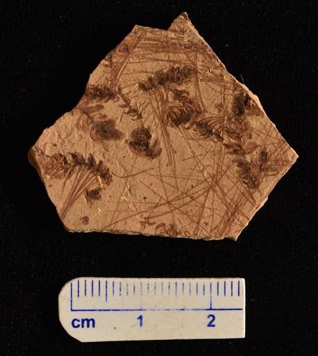 Azolla primaeva