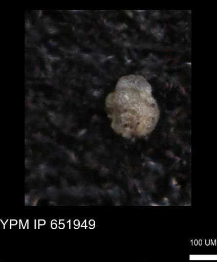 undet. Foraminiferida