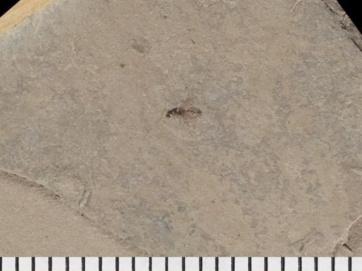 Hymenoptera?