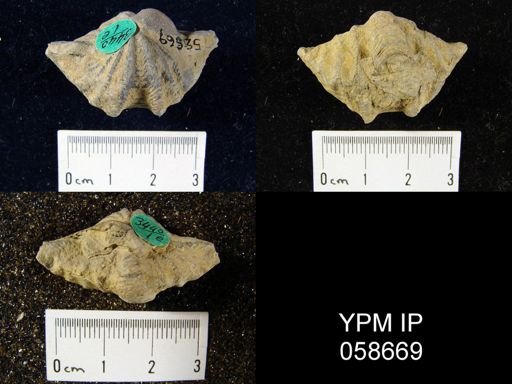Delthyris perlamellosa