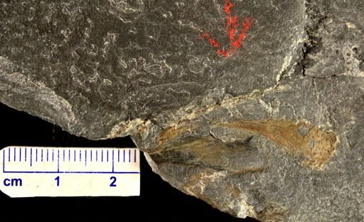 Eddya sullivanensis