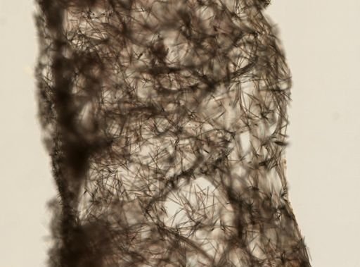 Halichondrida