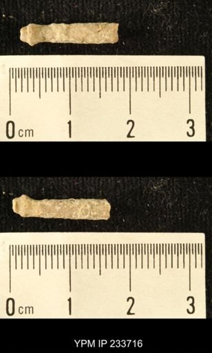 Archaeocidaris sp.