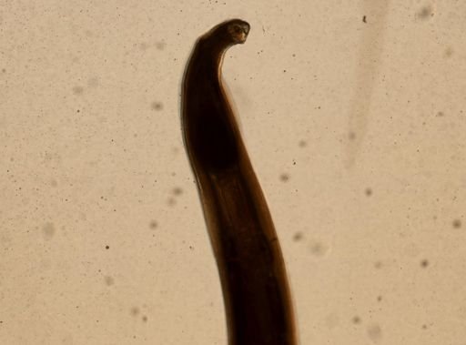 Necator americanus
