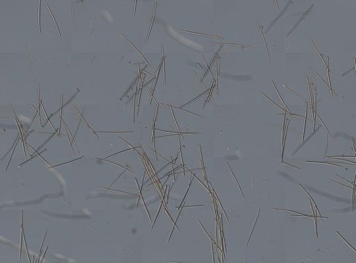 Spheciospongia vesparium