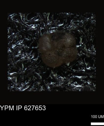 undet. Foraminiferida