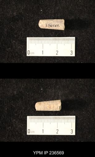 Pseudorthoceras knoxense