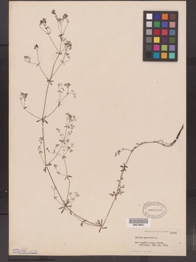 Galium palustre