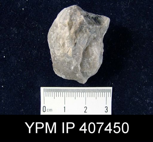 Virgiana barrandei