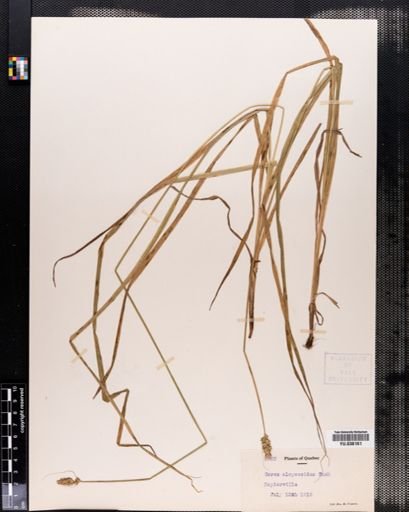 Carex alopecoidea