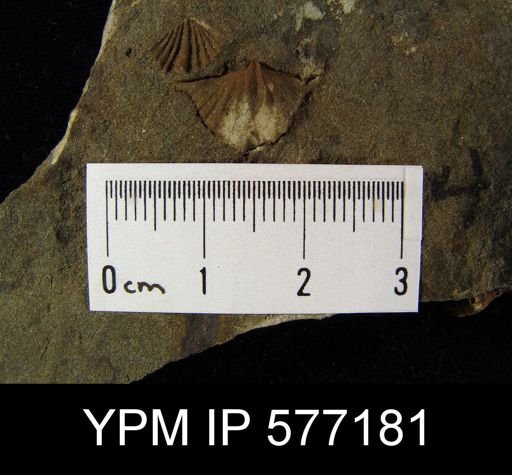 Mucrospirifer sp.