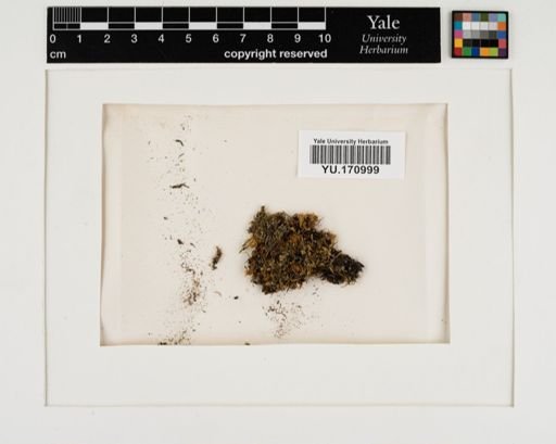 Plantae