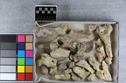 Hoplophoneus isolens