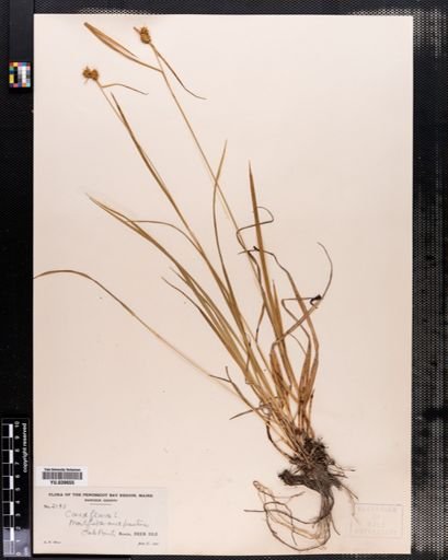 Carex flava