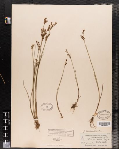 Juncus brevicaudatus
