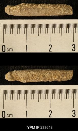 Archaeocidaris sp.