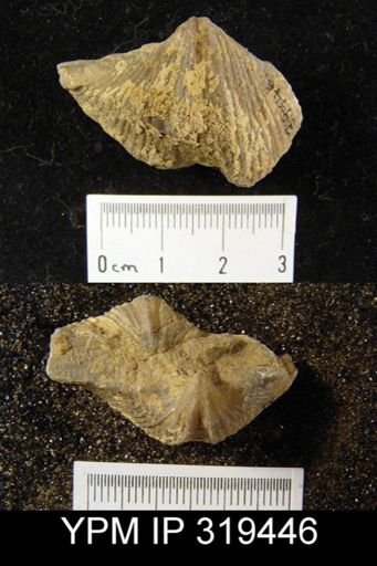 Spirifer cameratus