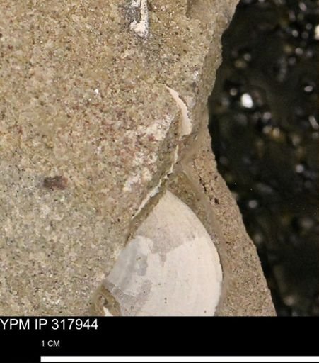 undet. Mollusca